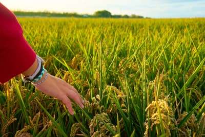 Agriculture
